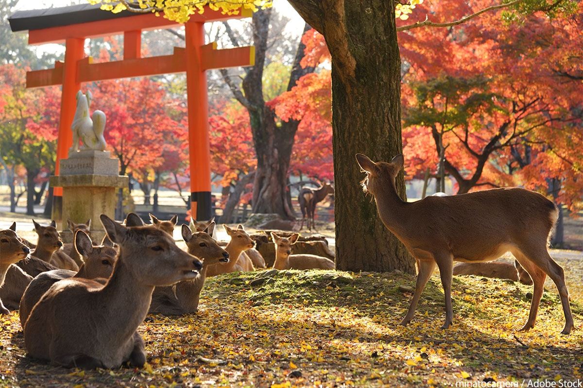 Deer in Nara Park