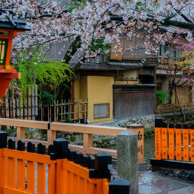 Cherry blossom along the Shirakawa canal in Gion